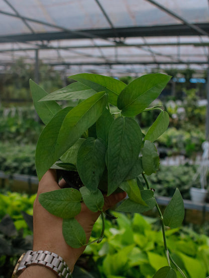 Pothos Cebu Blue