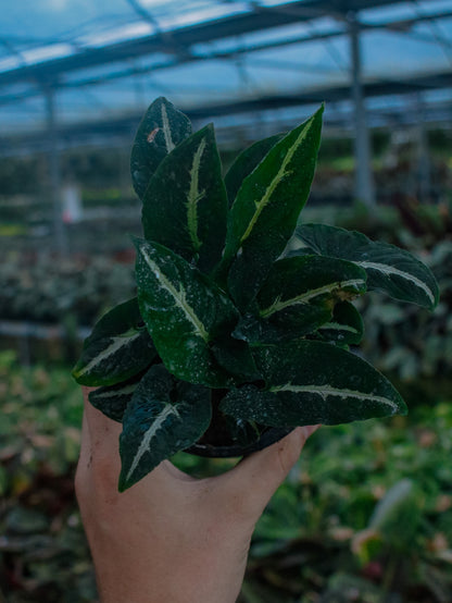 Silver Goose Syngonium
