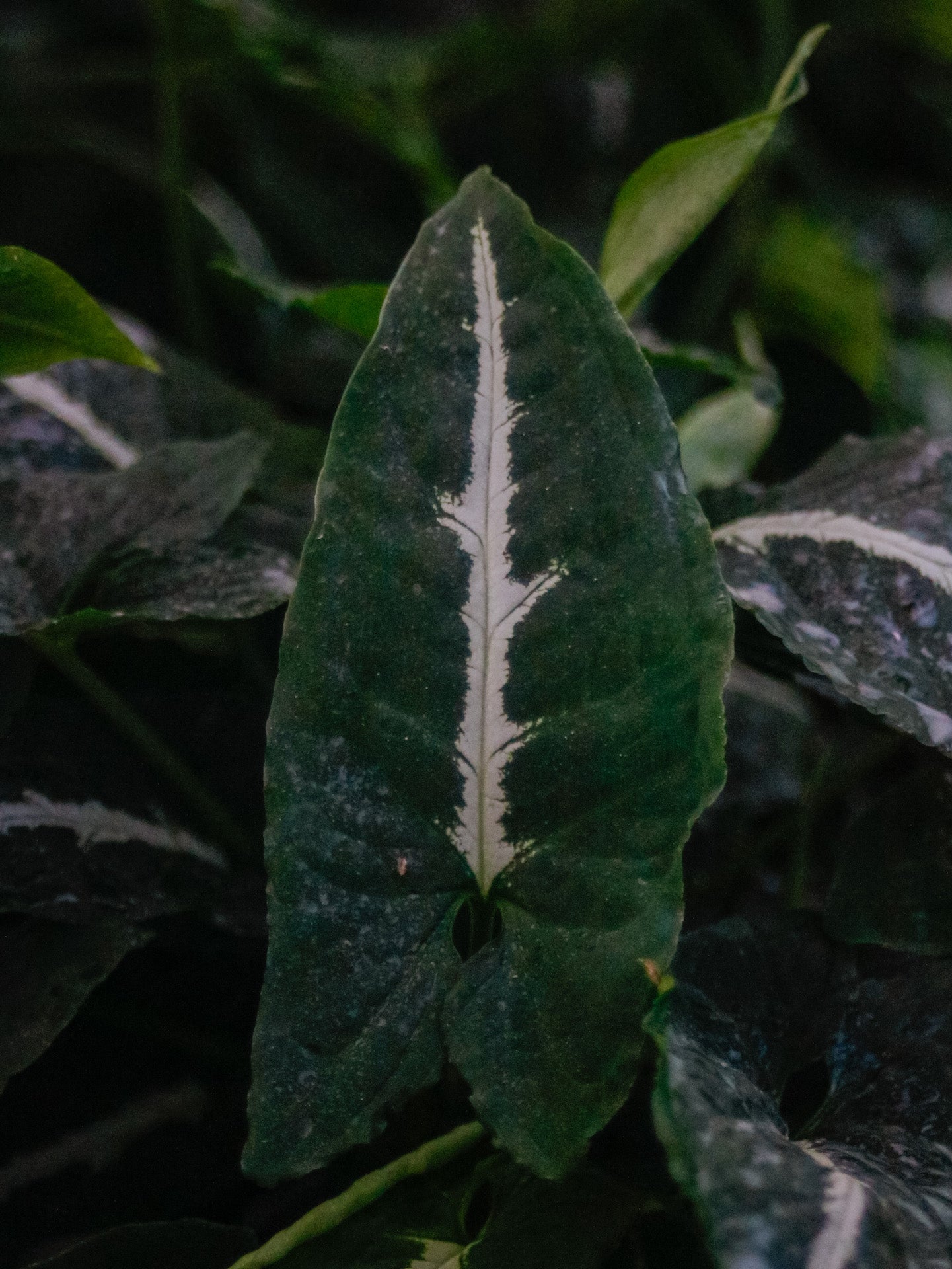 Silver Goose Syngonium