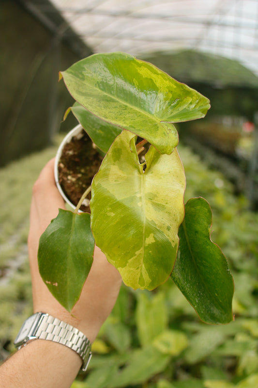 Paraíso Verde Philodendron