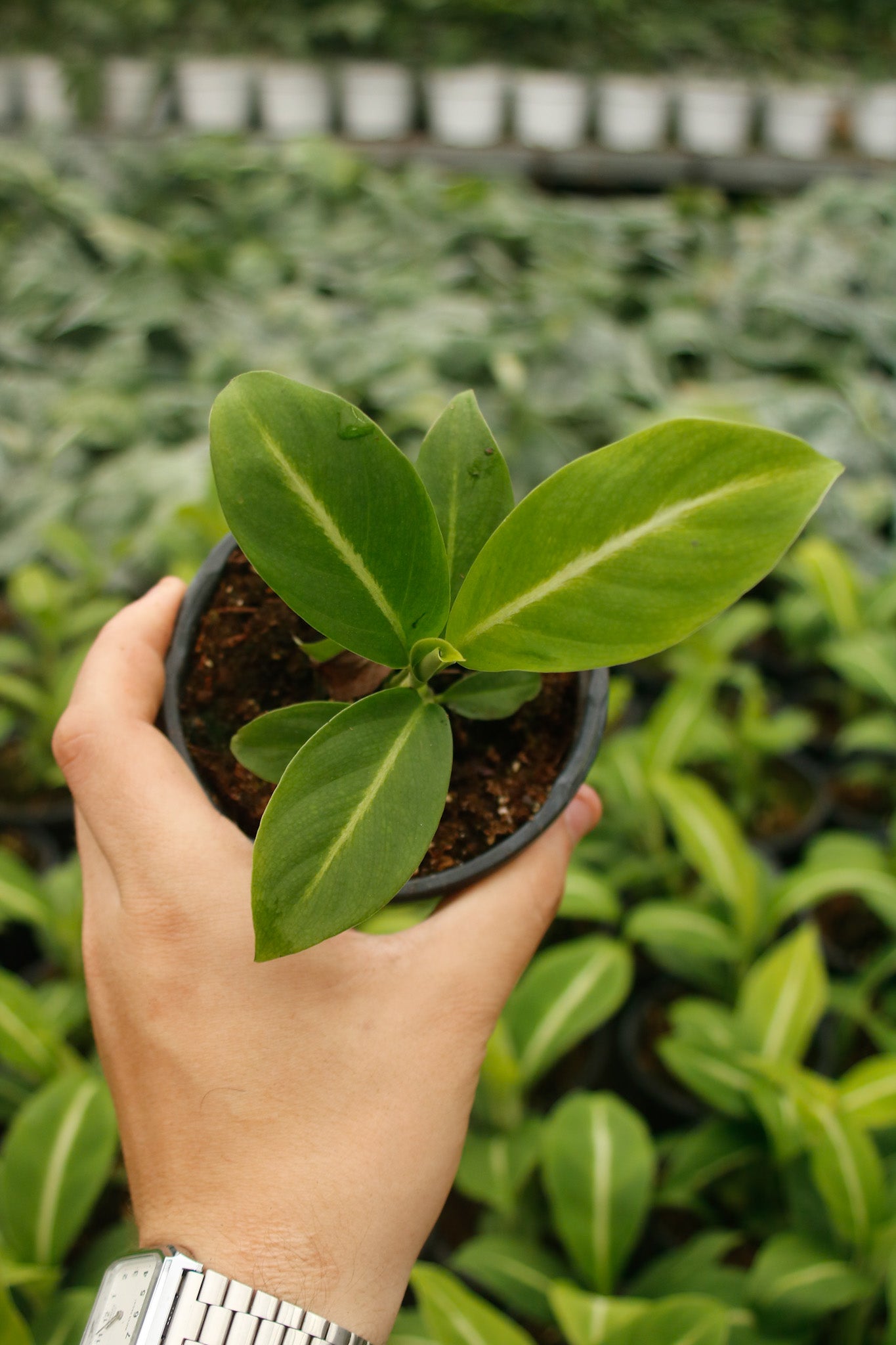 Peace Lily "Silver Streak"