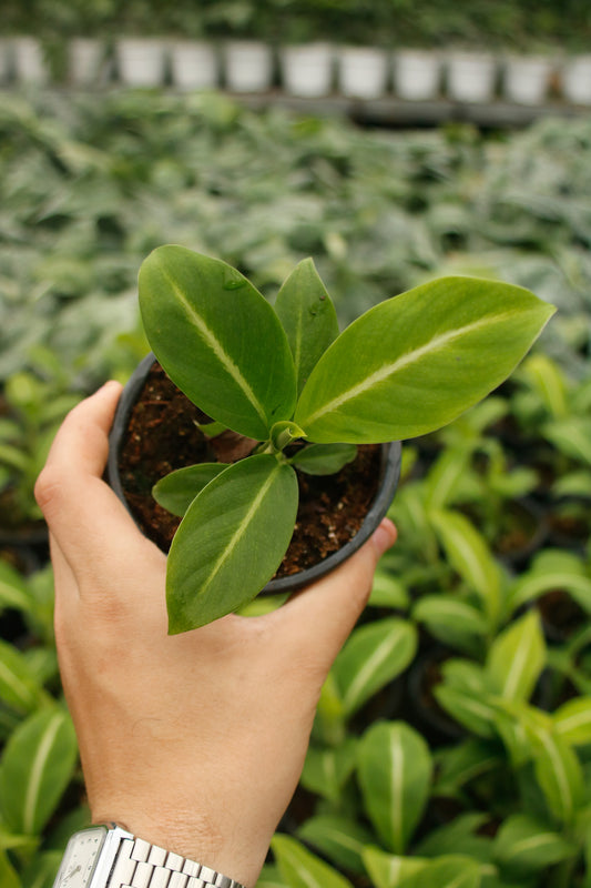 Peace Lily "Silver Streak"