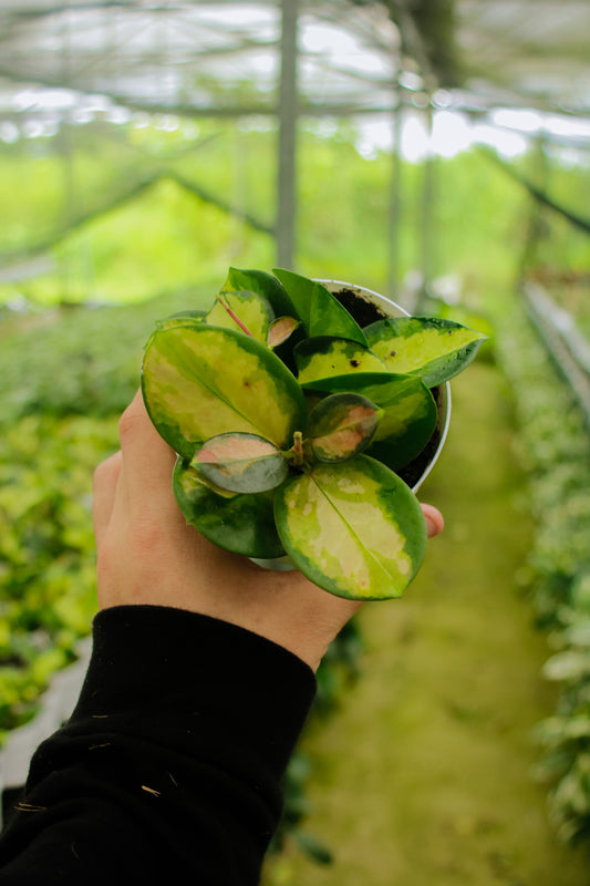 Australis "Lisa" Hoya