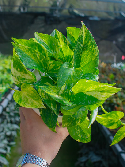 Hawaiian Pothos
