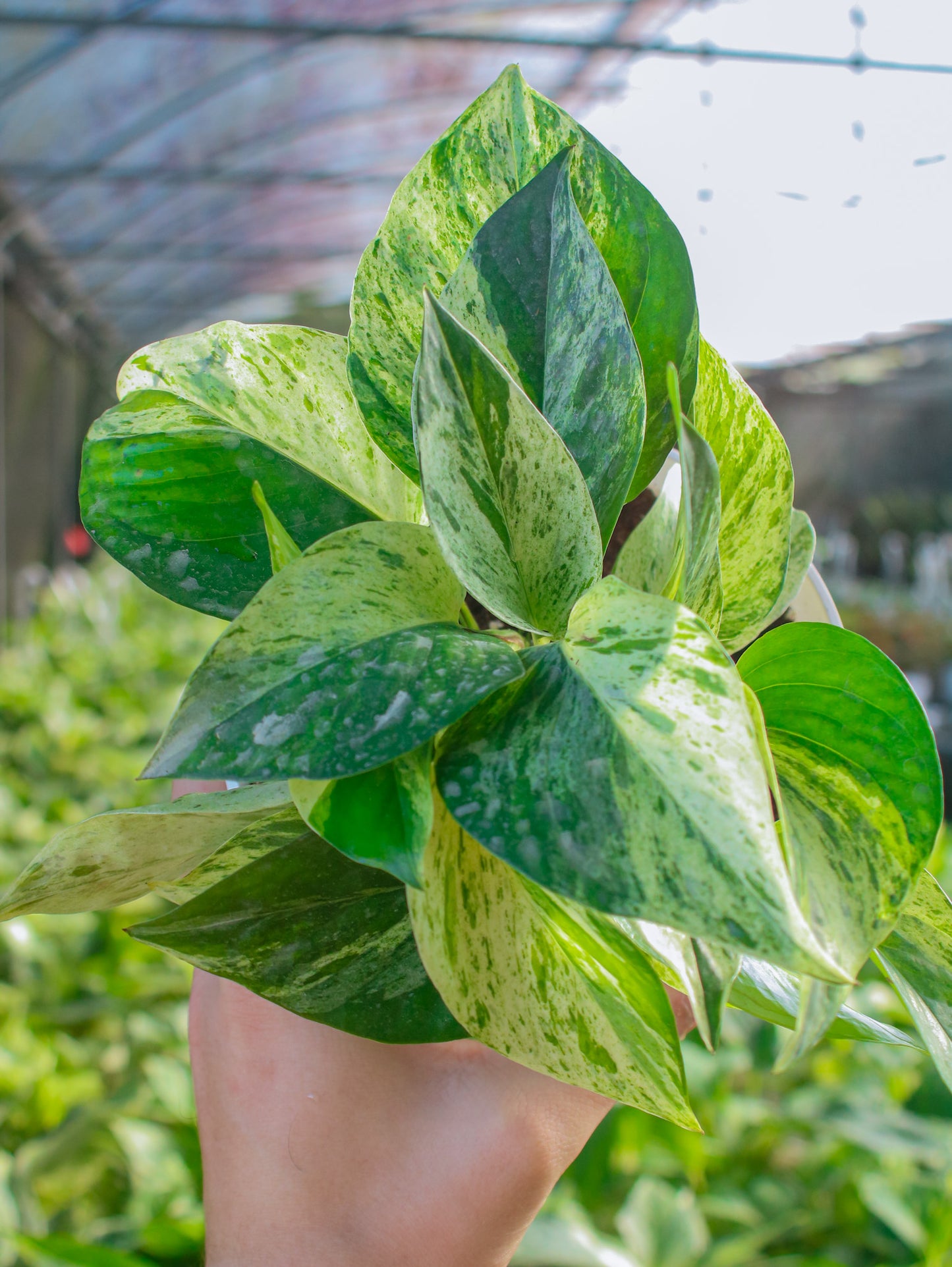 Marble Queen Pothos