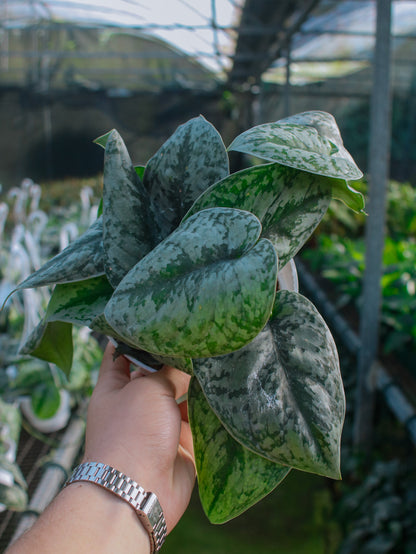 Pothos (Scindapsus) Silver