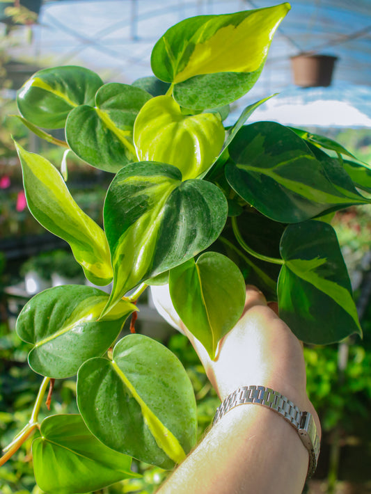 Brasil Philodendron