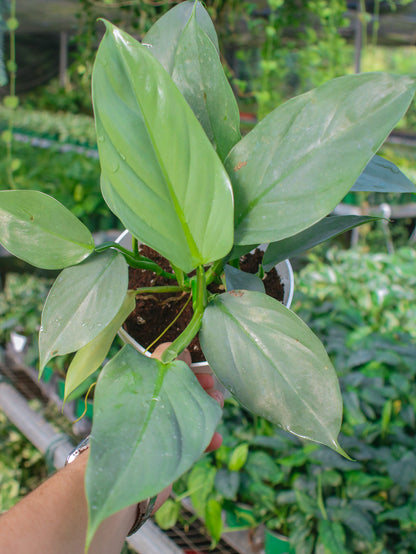 Silver Sword Philodendron