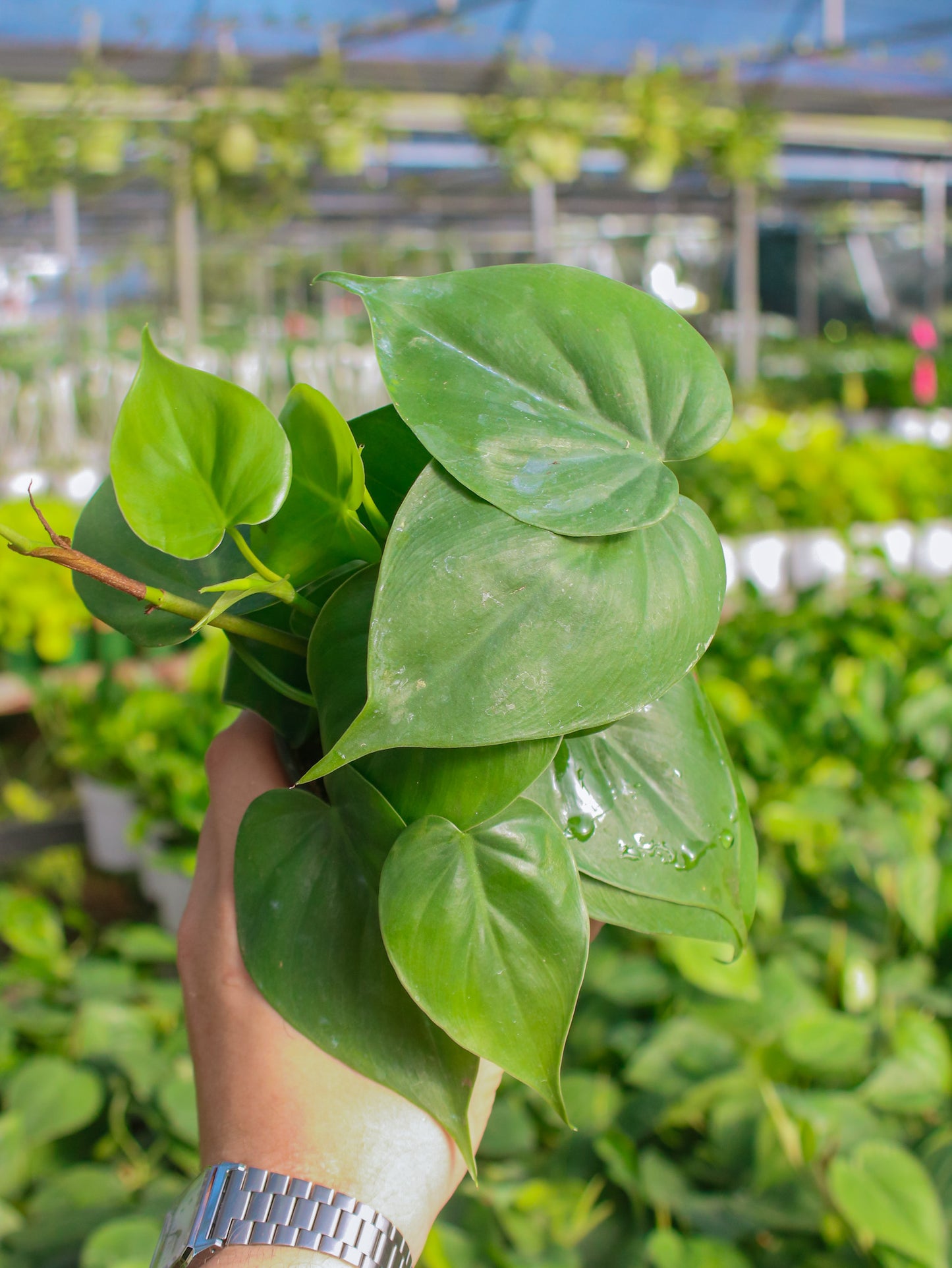 Green Heartleaf Philodendron