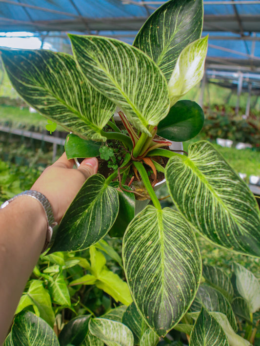 Birkin Philodendron