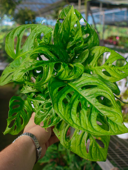 Swiss Cheese Wide Leaf Monstera