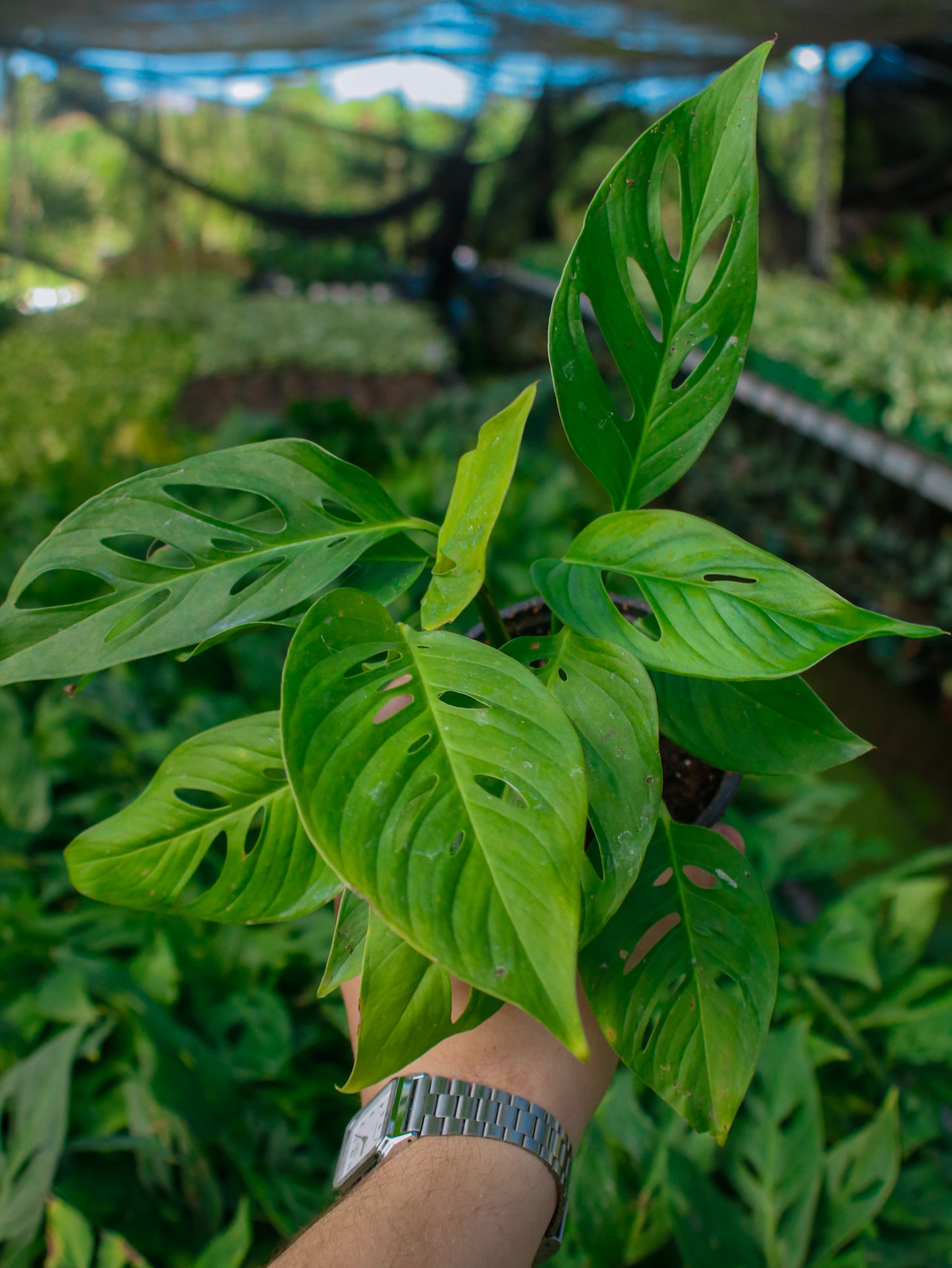 Swiss Cheese Arrow Leaf Monstera
