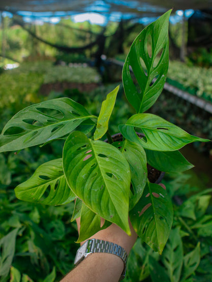 Swiss Cheese Arrow Leaf Monstera