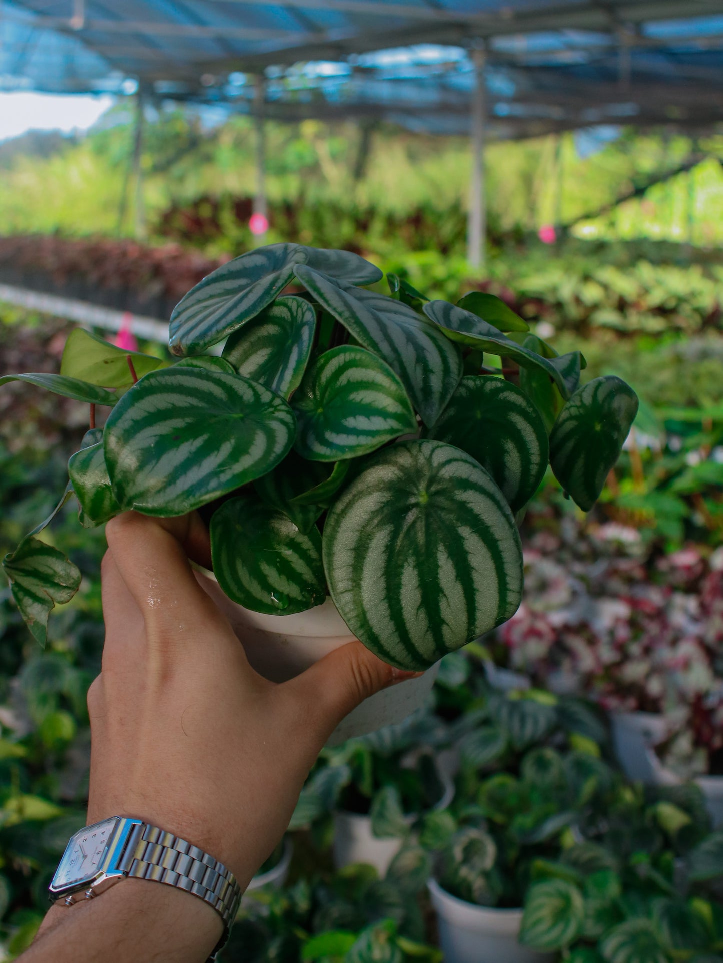 Watermelon Peperomia