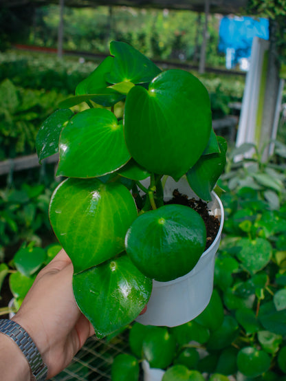 Peperomia Raindrop