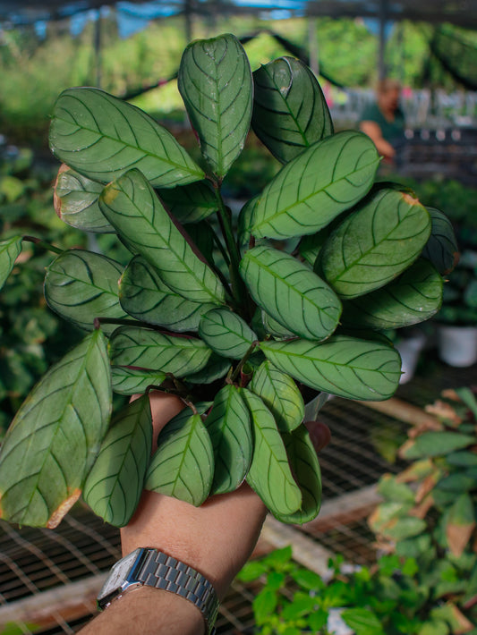 Amagris Prayer Maranta