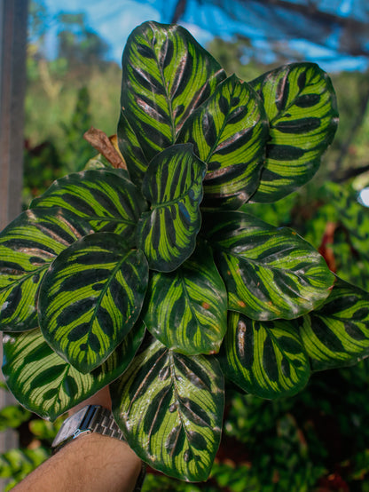 Calathea Makoyana