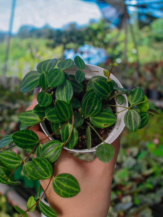 Raydiance Peperomia