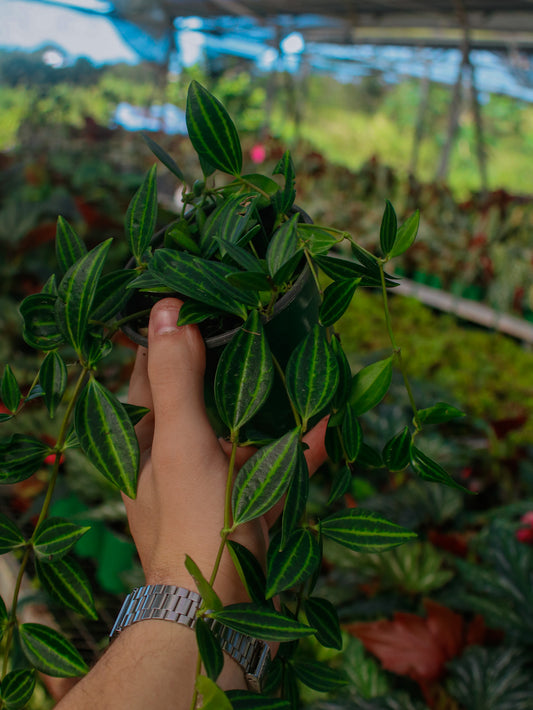 Funky Frog Peperomia