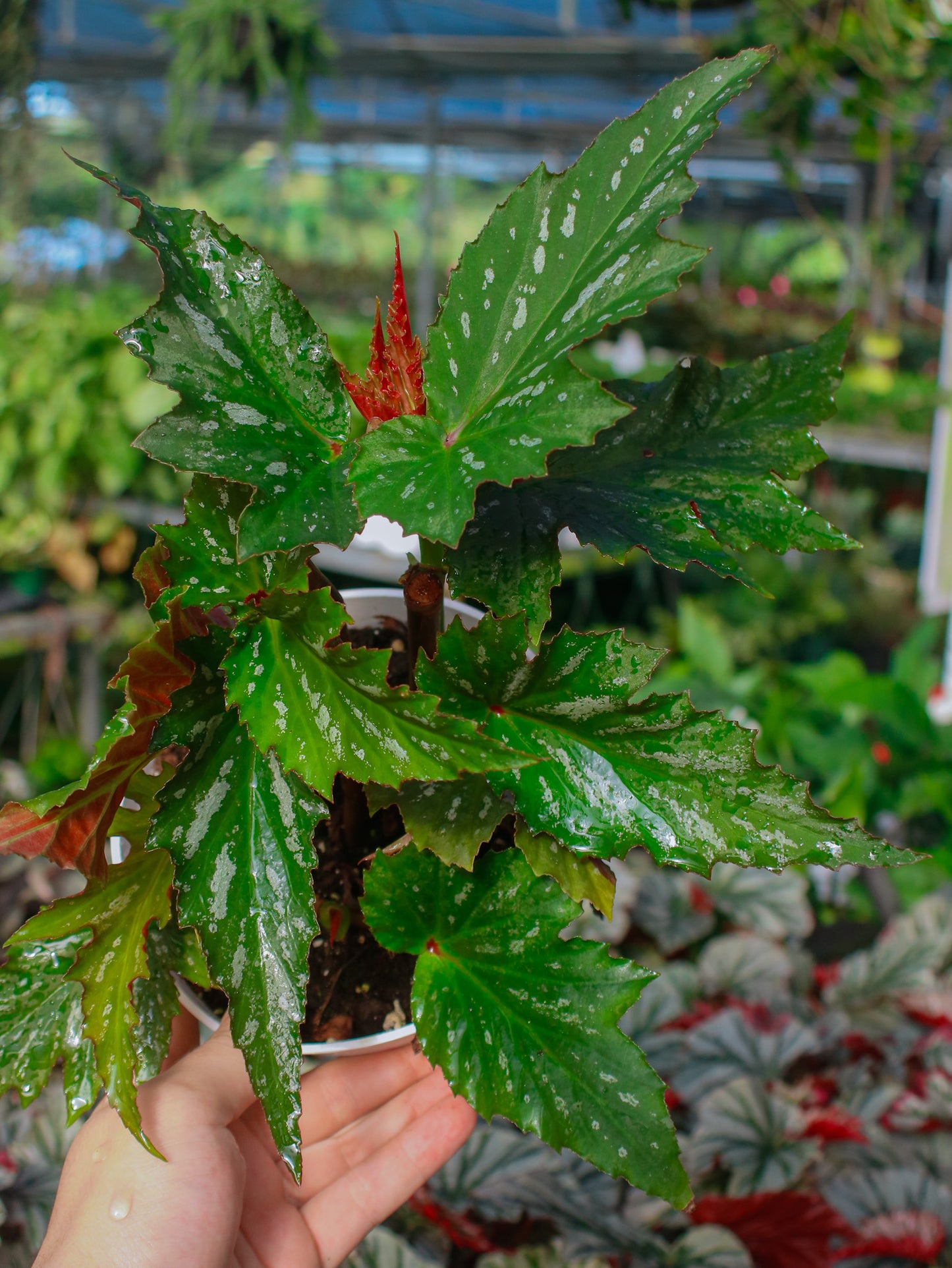 Sophia Angel Wing Cane Begonia