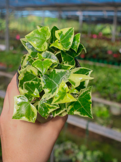 Variegated Wax Ivy Senecio