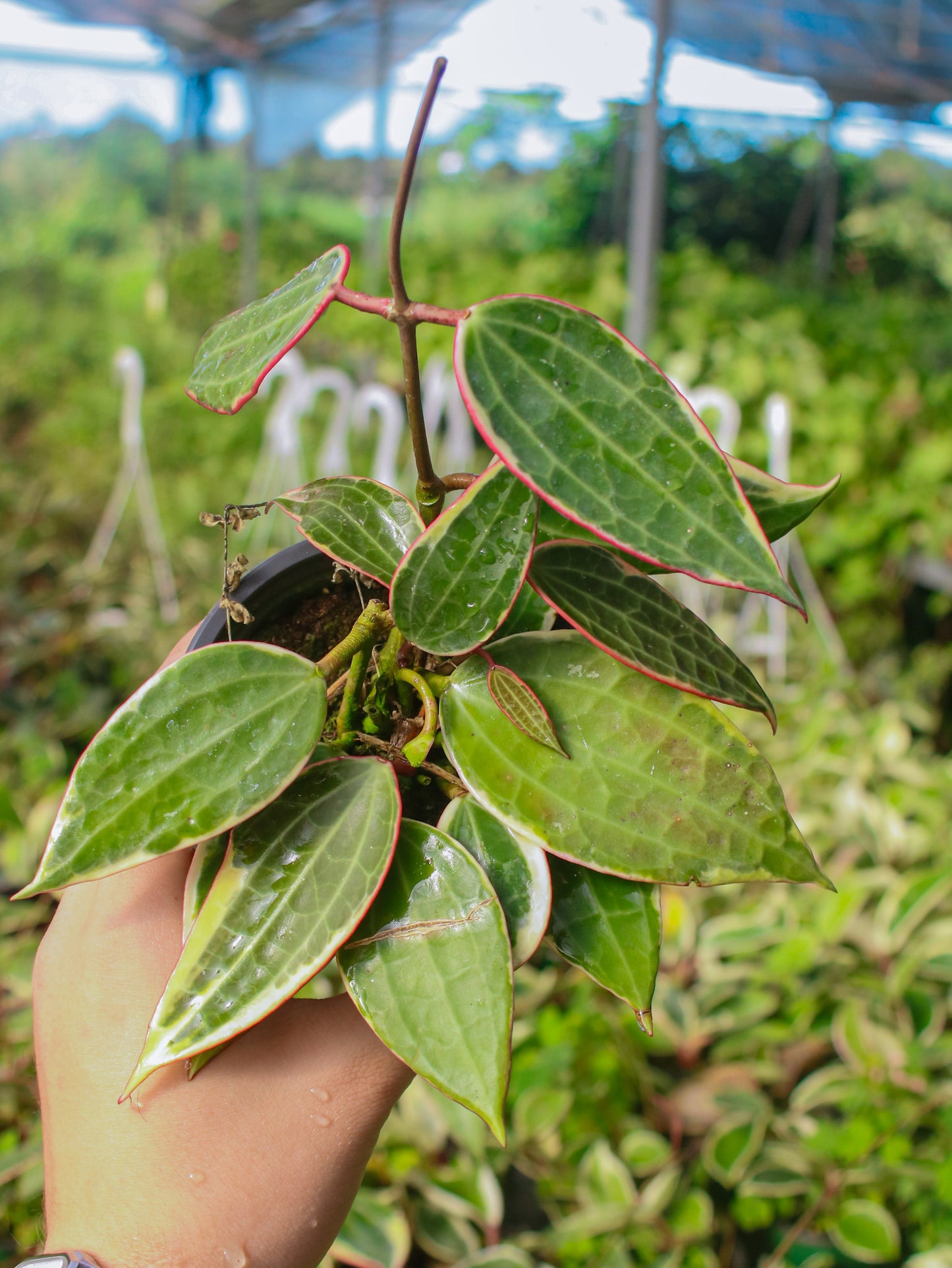 Macrophylla Albomarginata Hoya