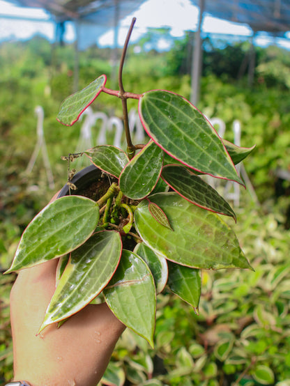 Macrophylla Albomarginata Hoya