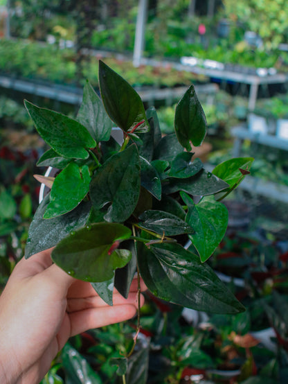 Red Arrow ‘Llano Carti’ Syngonium