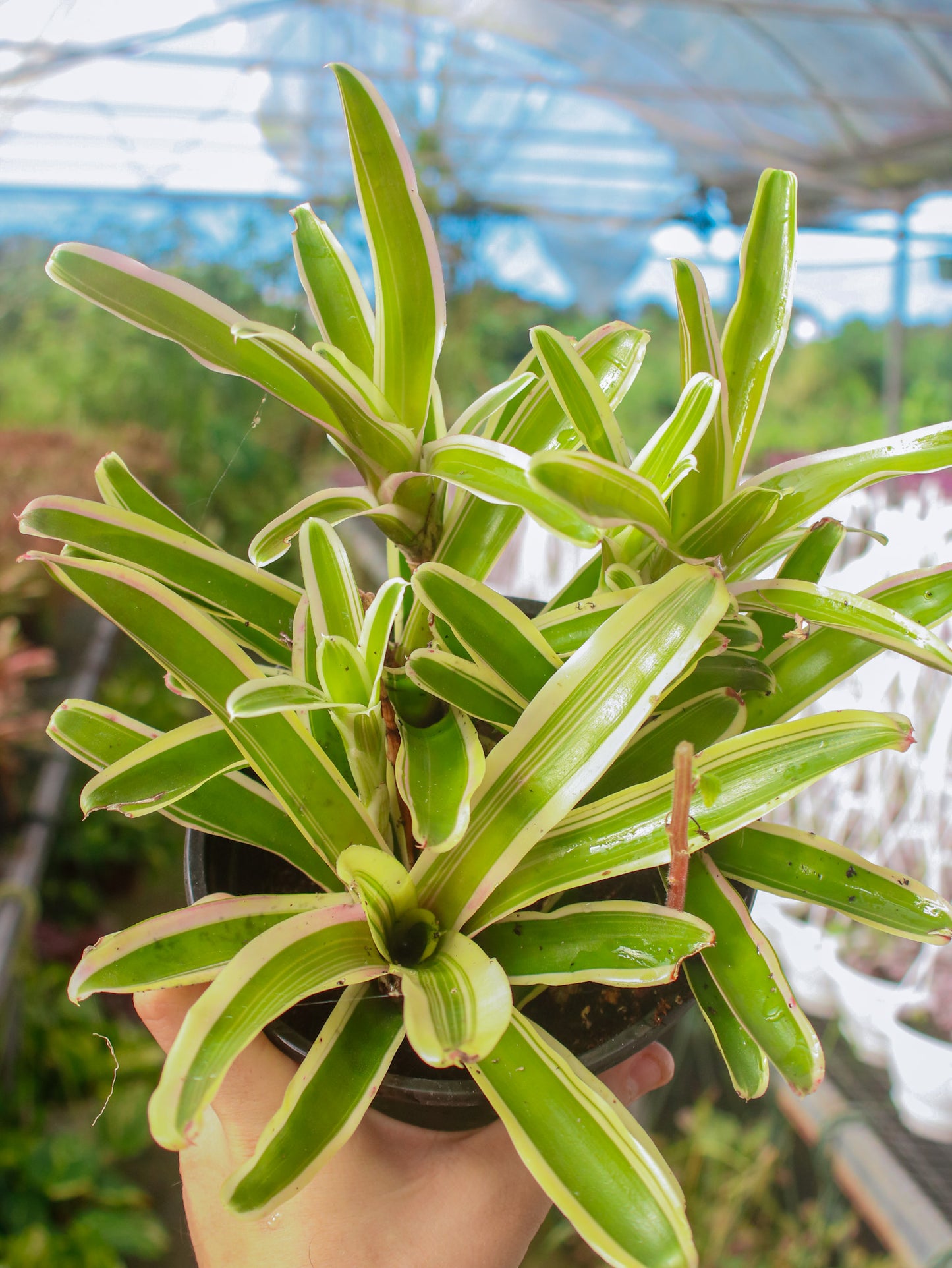 Bromeliad Tricolor Striped "Zoe"