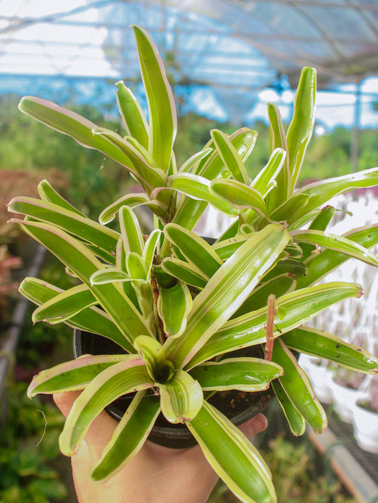 Bromeliad Tricolor Striped "Zoe"