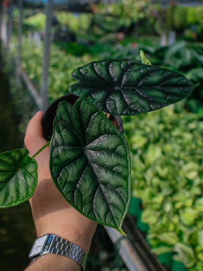Dragon Scale Alocasia
