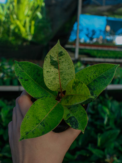 Shivereana Moonshine Ficus