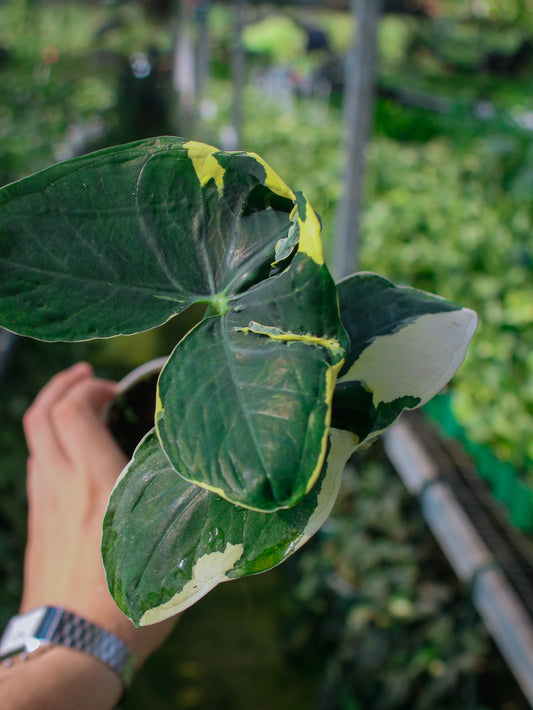 Alocasia Stingray ‘Mickey Mouse’