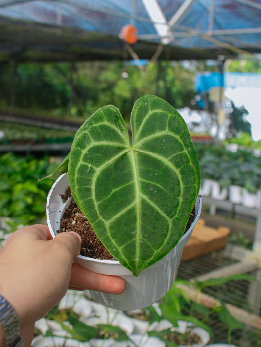 Clarinervium Anthurium