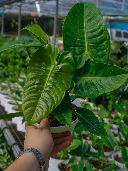 King 'Veitchii' Anthurium