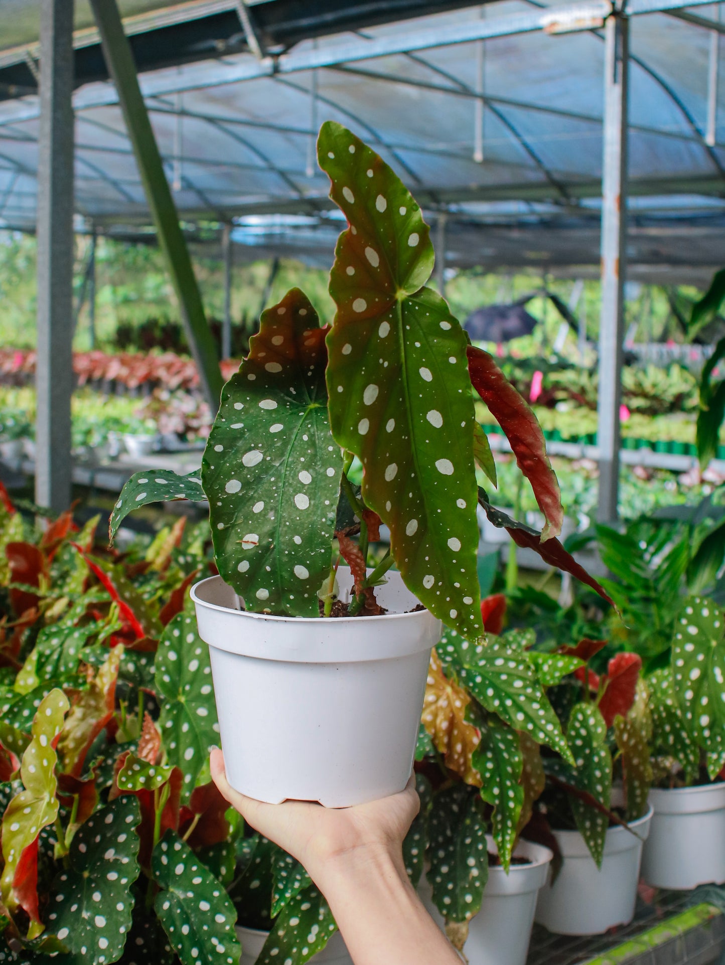 Wightii Polka Dot Angel Wing Begonia Maculata