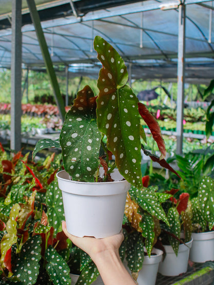 Wightii Polka Dot Angel Wing Begonia Maculata