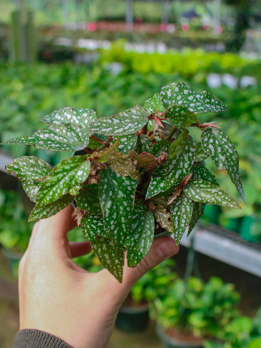 Little Miss Sherri Angel Wing Begonia