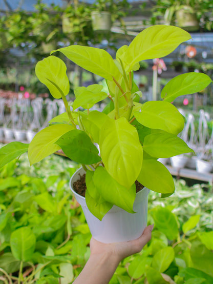 Lemon Lime Philodendron