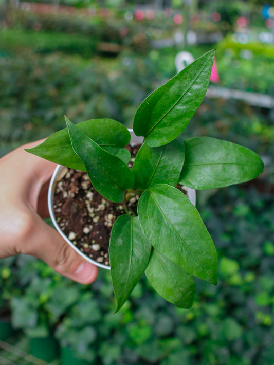Big Red Bird Anthurium