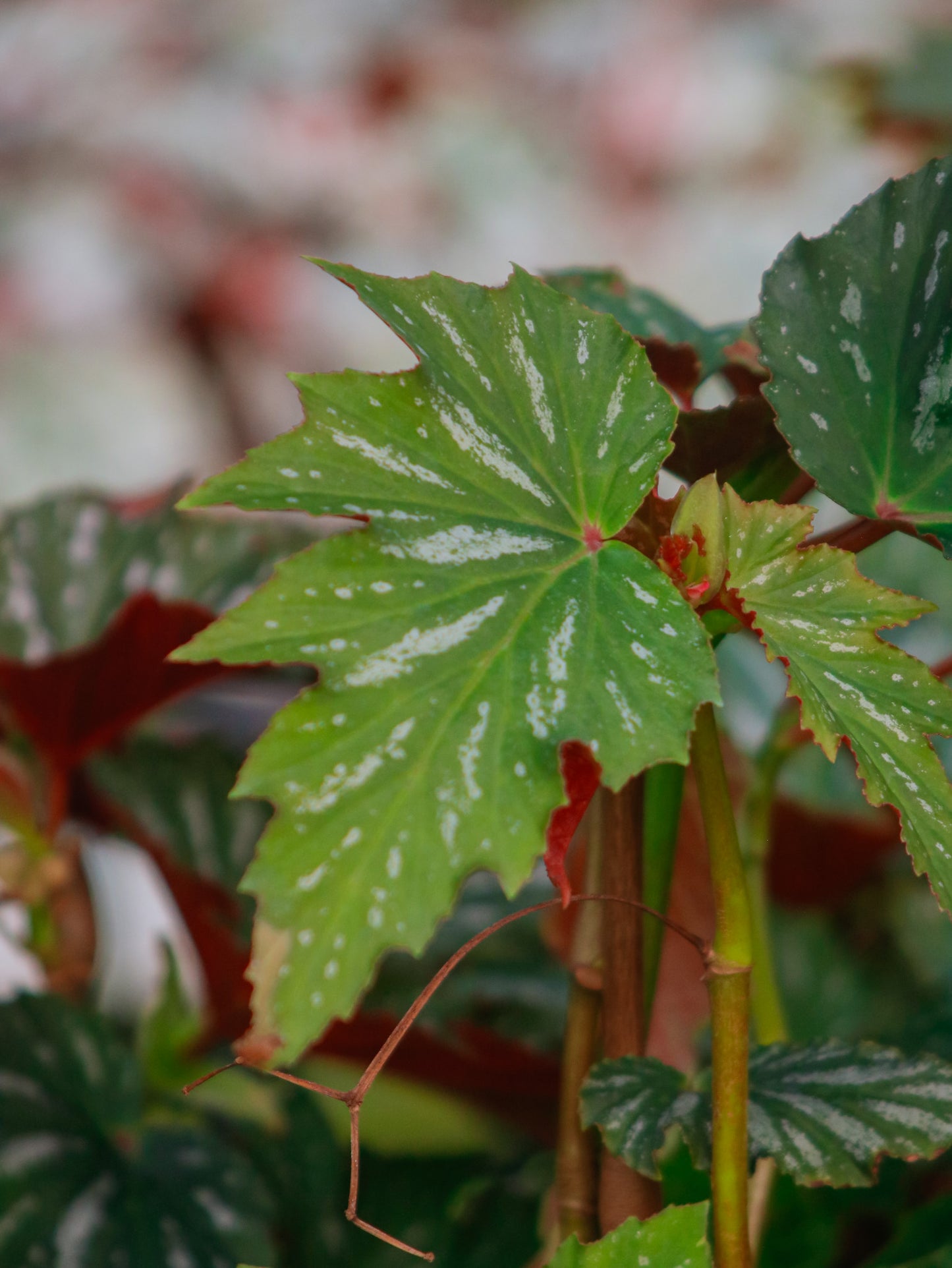 Sophia Angel Wing Cane Begonia