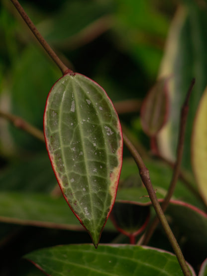 Macrophylla Albomarginata Hoya