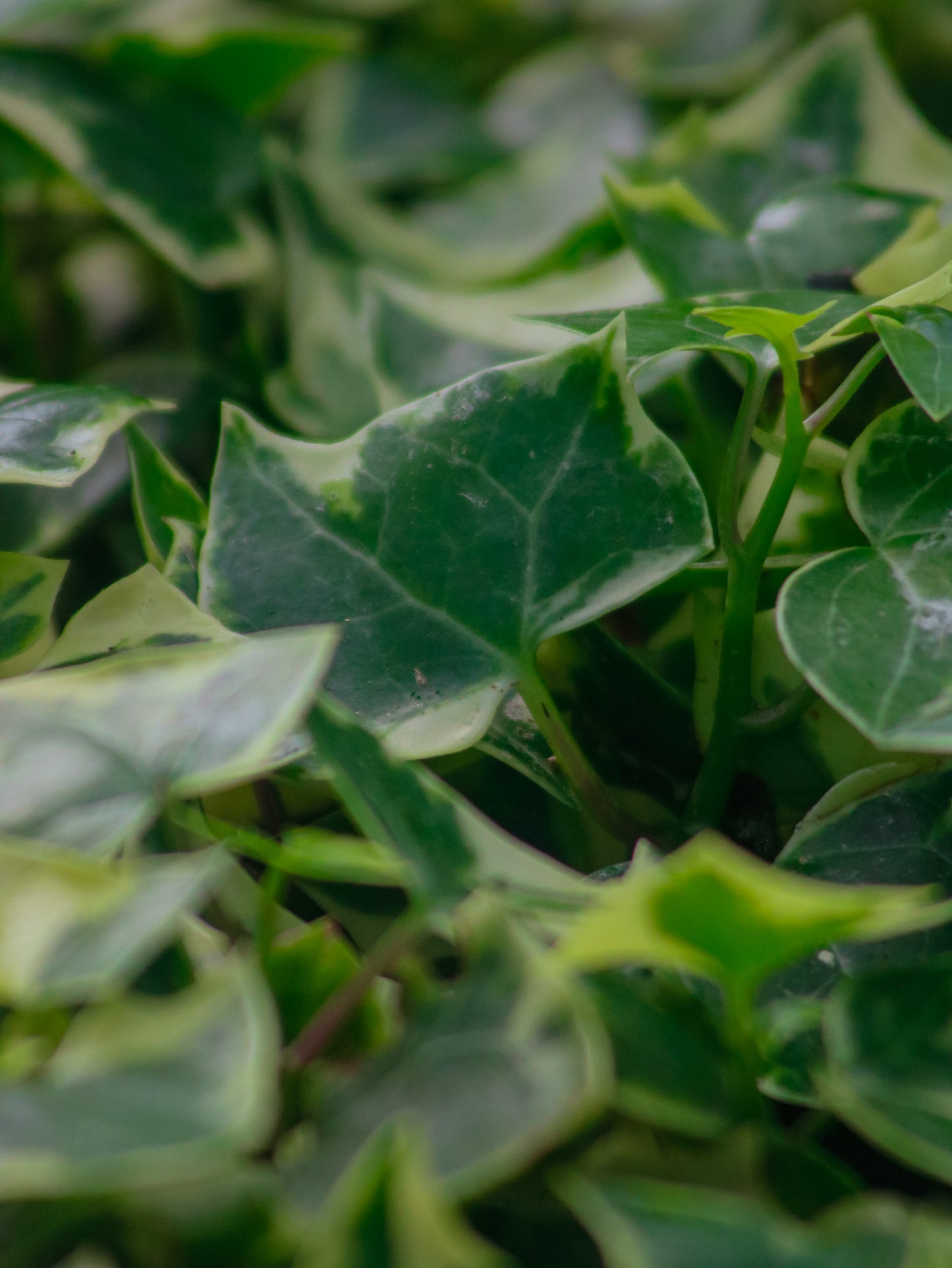 Variegated Wax Ivy Senecio