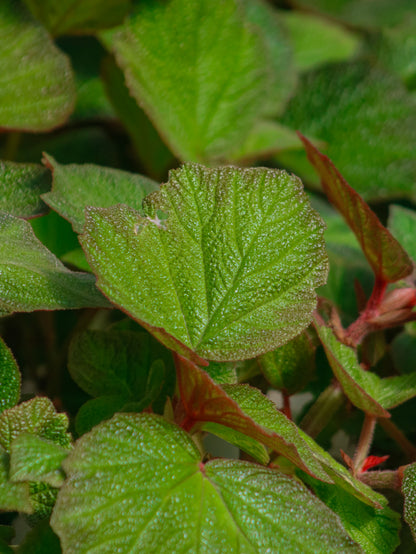 Morocco Begonia