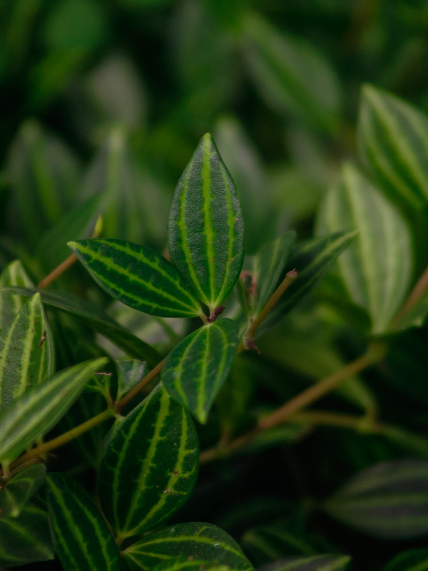 Funky Frog Peperomia