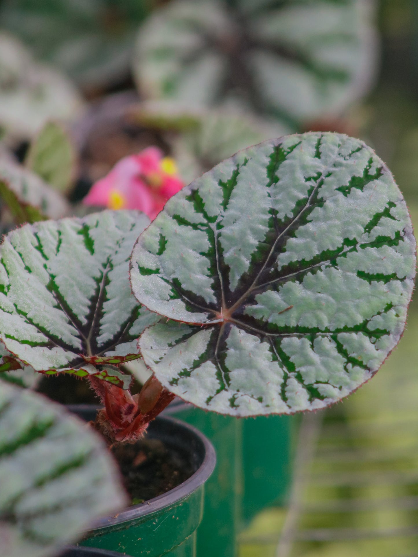 Flamenco Silver Begonia Rex