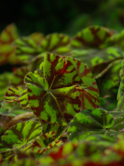 Tiger Paw Begonia Rex