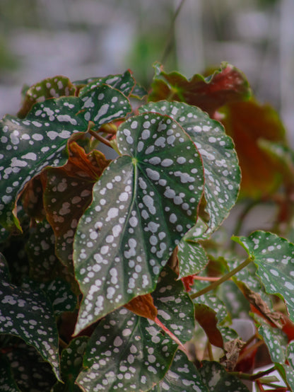 Snow Cap Polka Dot Angel Wing Begonia