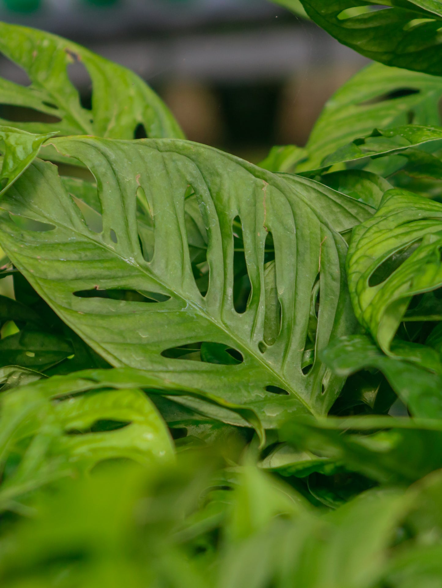 Swiss Cheese Wide Leaf Monstera