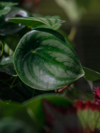 Watermelon Peperomia